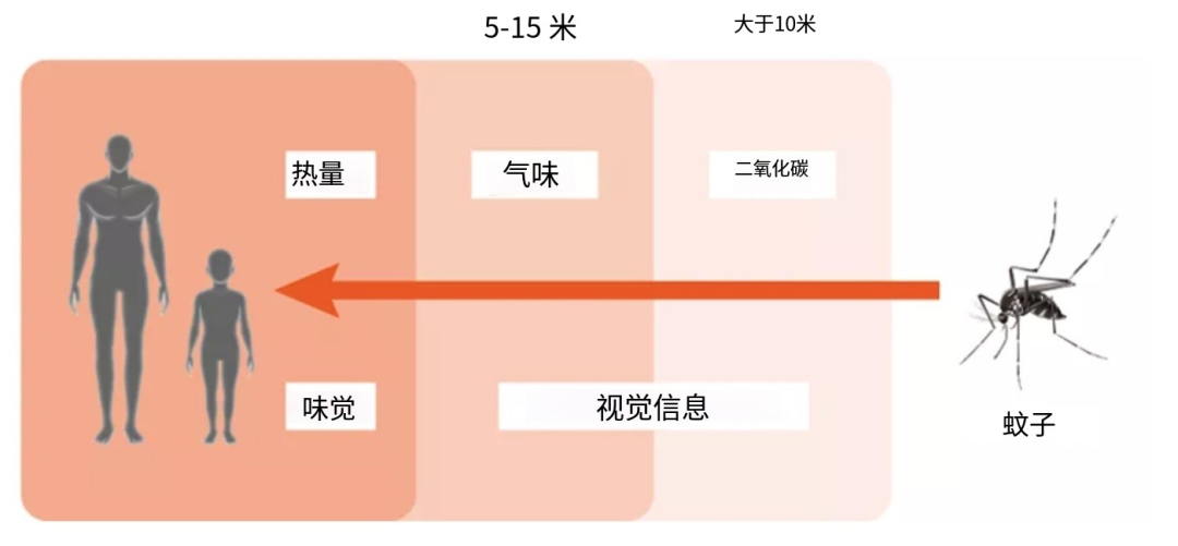 吃大蒜或洋葱可以有效防蚊？(2)