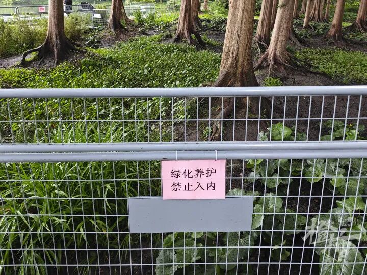 因为商拍,西湖网红打卡点被封禁?景区最新回应(5) 因为商拍,西湖网红打卡点被封禁?景区最新回应(5)