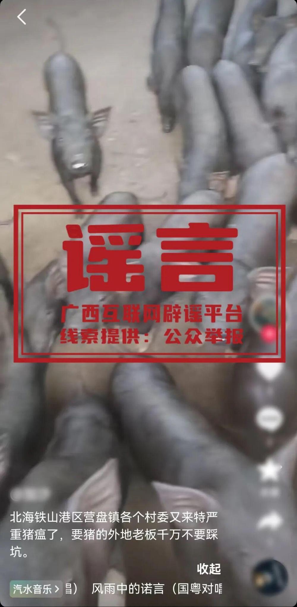 “广西一地爆发严重猪瘟”？当地回应(1)